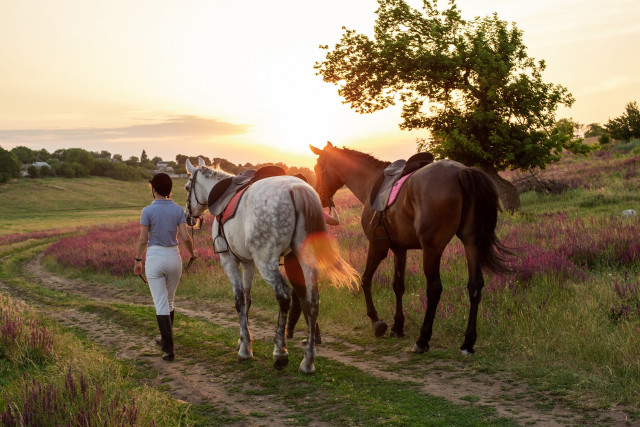 Woman horses dirt road sunset free wallpaper for desktop - medium preview image