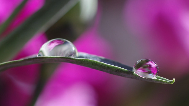 Water drop plant stem pink #2 free wallpaper for desktop - medium preview image