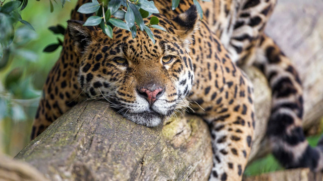 Leopard resting tree branch outdoors free wallpaper for desktop - medium preview image