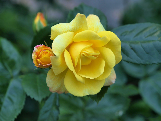 Yellow rose green leaves rococo free wallpaper for desktop - medium preview image