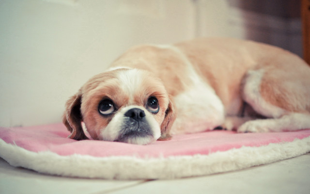 Small dog laying pink blanket free wallpaper for desktop - medium preview image