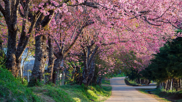 Pink blossom road bridge garden free wallpaper for desktop - medium preview image