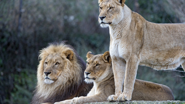 Three lions forest rock nature free wallpaper for desktop - medium preview image