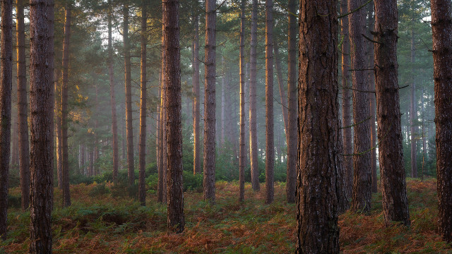 Forest trees grass cityscape skyscraper free wallpaper for desktop - medium preview image