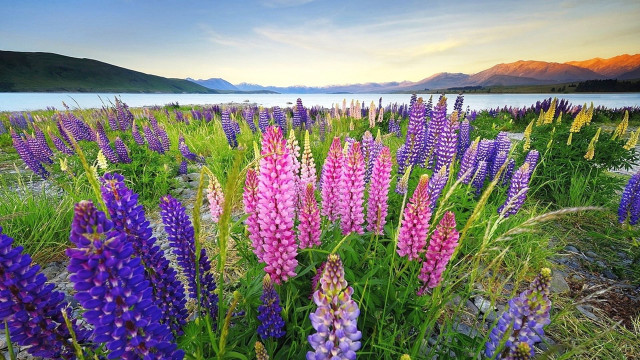 Flower field mountains water lake free wallpaper for desktop - medium preview image