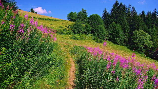 Grassy hill trail flowers trees free wallpaper for desktop - medium preview image