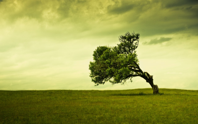 Lone tree grassy field cloudy #20 free wallpaper for desktop - medium preview image