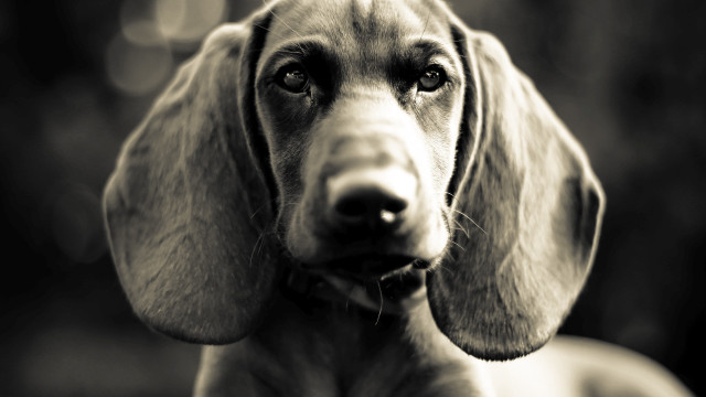 Sad dog collar black and free wallpaper for desktop - medium preview image