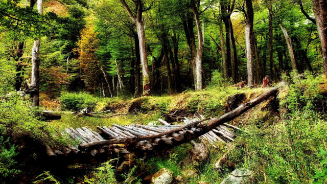 Fallen log forest path nature free wallpaper for desktop - medium preview image