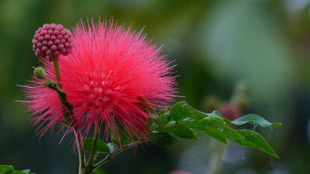 Pink flower green leaves blurry #19 free wallpaper for desktop - medium preview image