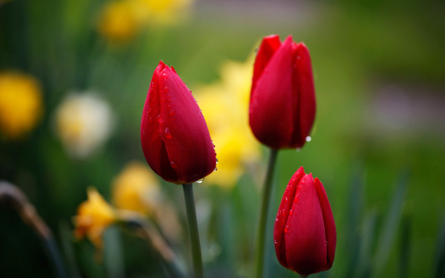 Red flowers water drops garden free wallpaper for desktop - medium preview image