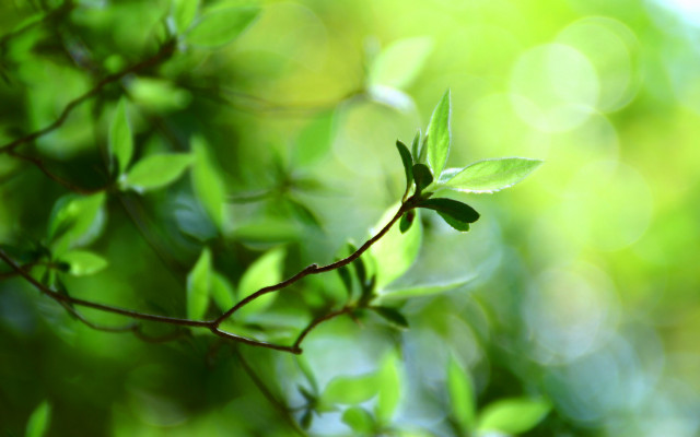 Branch leaves bokeh sunlight macro free wallpaper for desktop - medium preview image