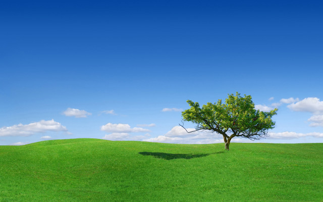 Lone tree green field blue #14 free wallpaper for desktop - medium preview image