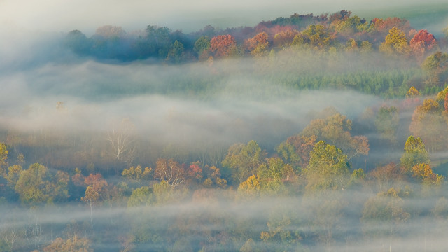 Foggy forest birds autumn impressionist free wallpaper for desktop - medium preview image