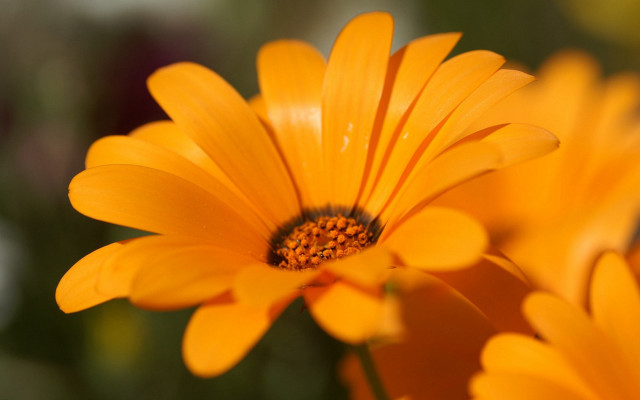 Yellow flower bokeh macro autumn free wallpaper for desktop - medium preview image