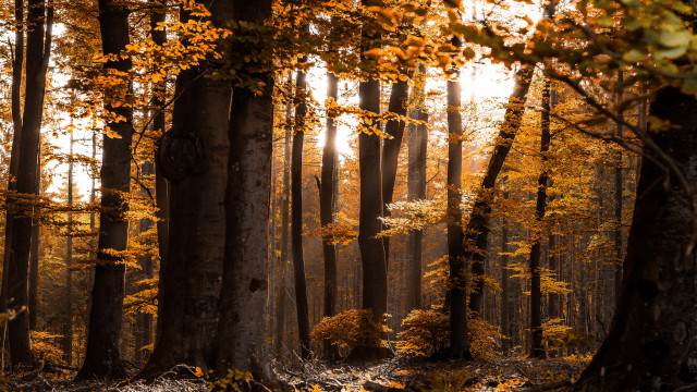 Autumn forest leaves sunset fire free wallpaper for desktop - medium preview image