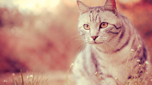 Cat flower field pastel sunset free wallpaper for desktop - medium preview image