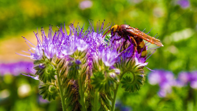 Bee purple flower grass bokeh free wallpaper for desktop - medium preview image