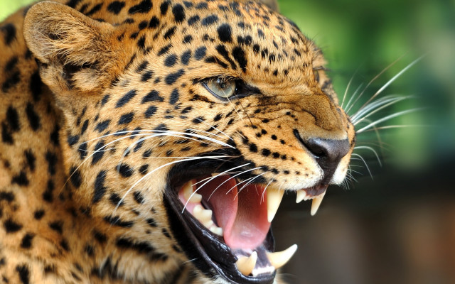 Leopard open mouth teeth blurry #2 free wallpaper for desktop - medium preview image