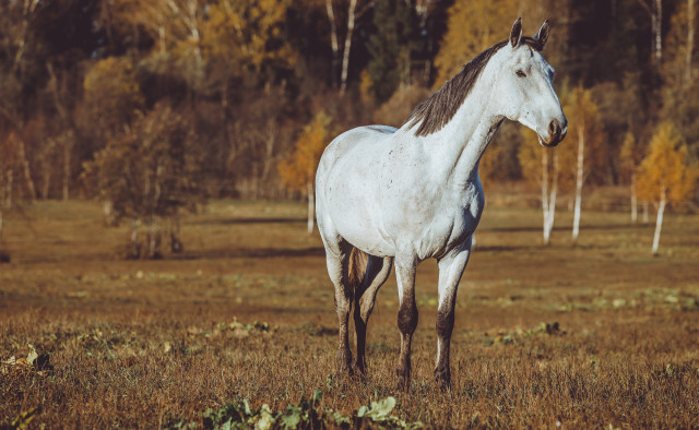 White horse field trees grass free wallpaper for desktop - medium preview image