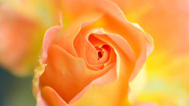 Yellow rose macro autumn fire free wallpaper for desktop - medium preview image