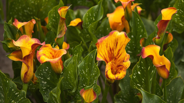 Flower water droplets summer vibrancy free wallpaper for desktop - medium preview image