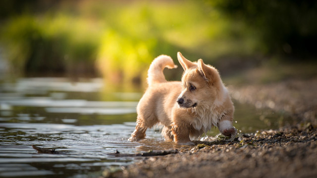 Small dog water fish outdoors free wallpaper for desktop - medium preview image