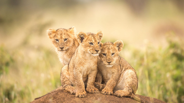 Three young lions rock field free wallpaper for desktop - medium preview image
