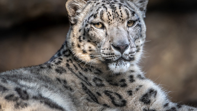 Snow leopard serious look blurred free wallpaper for desktop - medium preview image