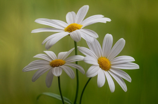 Three white daisies vase green free wallpaper for desktop - medium preview image