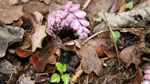 Small purple flower woods sunny free wallpaper for desktop - medium preview image