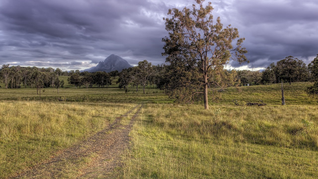 Dirt road grassy field tree free wallpaper for desktop - medium preview image