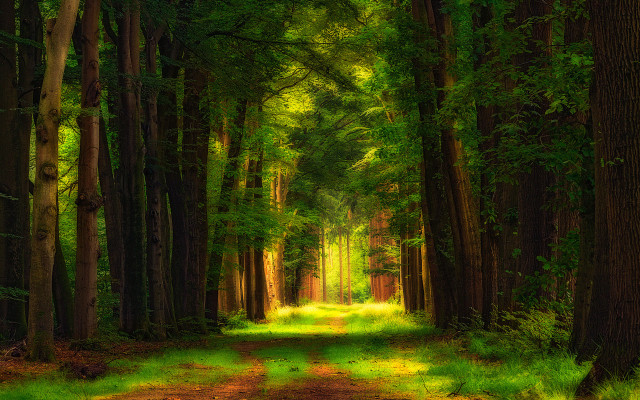 Dirt road forest path green free wallpaper for desktop - medium preview image