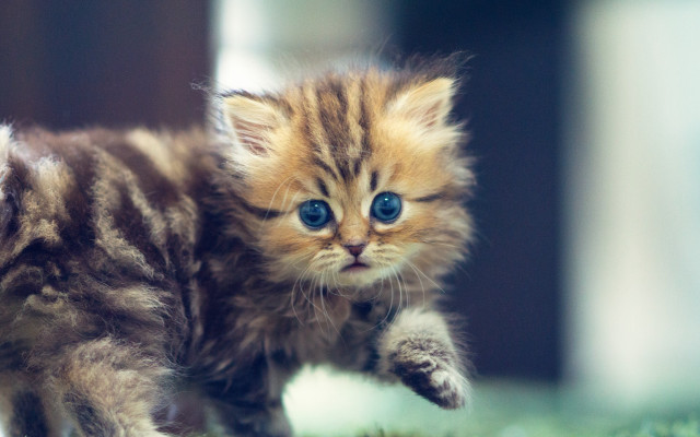 Small kitten blue eyes running free wallpaper for desktop - medium preview image