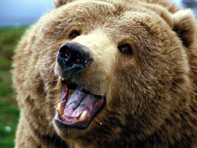 Brown bear open mouth teeth free wallpaper for desktop - medium preview image