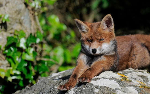 Small fox rock forest blurry free wallpaper for desktop - medium preview image