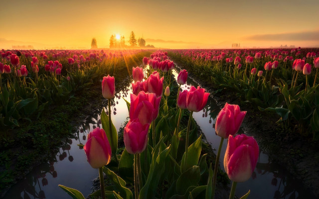 Pink tulips sunset stream landscape free wallpaper for desktop - medium preview image