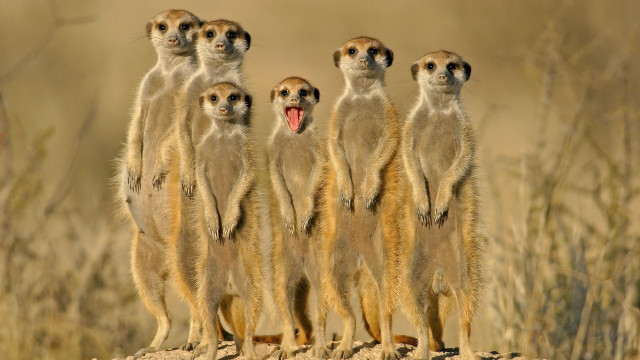 Meerkats rocks wide open mouths free wallpaper for desktop - medium preview image