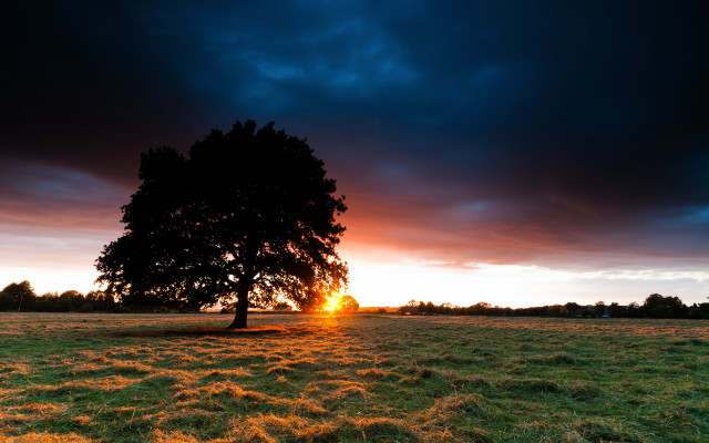 Tree sunset clouds field landscape free wallpaper for desktop - medium preview image