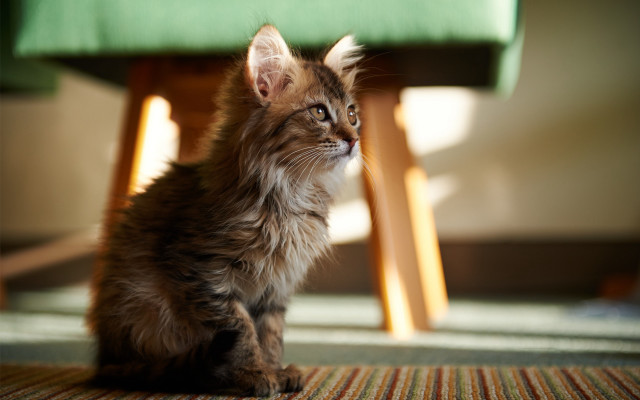 Kitten green chair carpet green free wallpaper for desktop - medium preview image