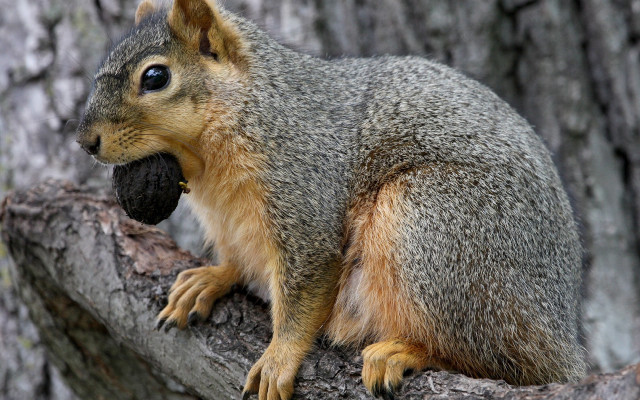 Squirrel eating cherry blossoms outdoors free wallpaper for desktop - medium preview image