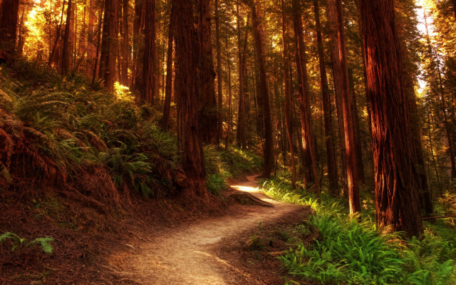 Forest path trees ferns sunset free wallpaper for desktop - medium preview image