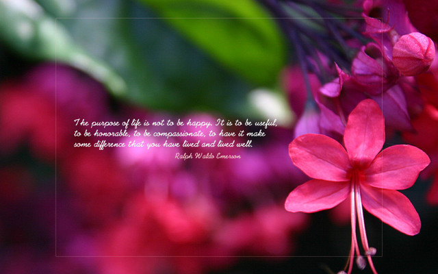 Pink flower quote on it free wallpaper for desktop - medium preview image