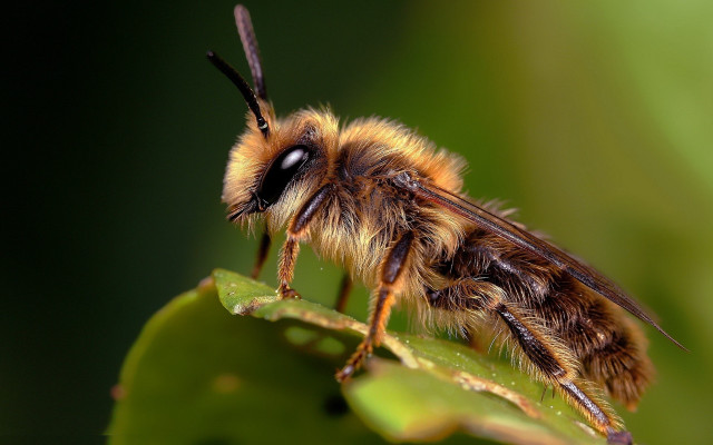 Bee leaf macro ecological blurry free wallpaper for desktop - medium preview image