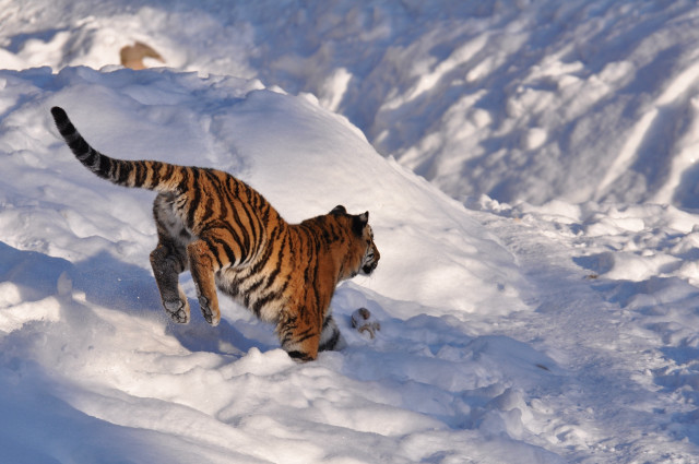 Tiger snow wildlife camouflage sunset free wallpaper for desktop - medium preview image