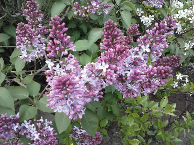 Purple flower bush impressionist garden free wallpaper for desktop - medium preview image