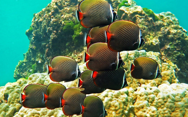 Coral reef fish urban nature free wallpaper for desktop - medium preview image