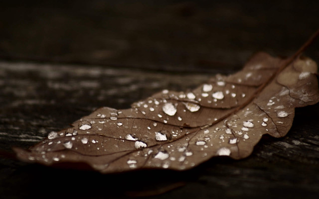 Leaf water droplets macro rain free wallpaper for desktop - medium preview image