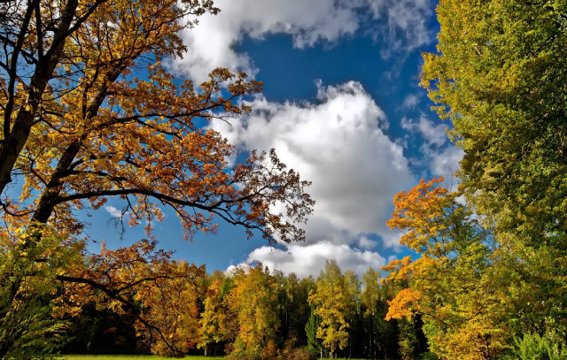 Autumn nature park trees sky free wallpaper for desktop - medium preview image
