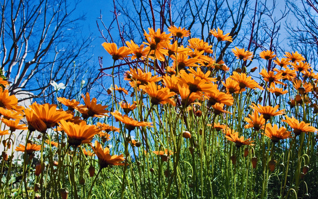 Orange flower field blue sky free wallpaper for desktop - medium preview image